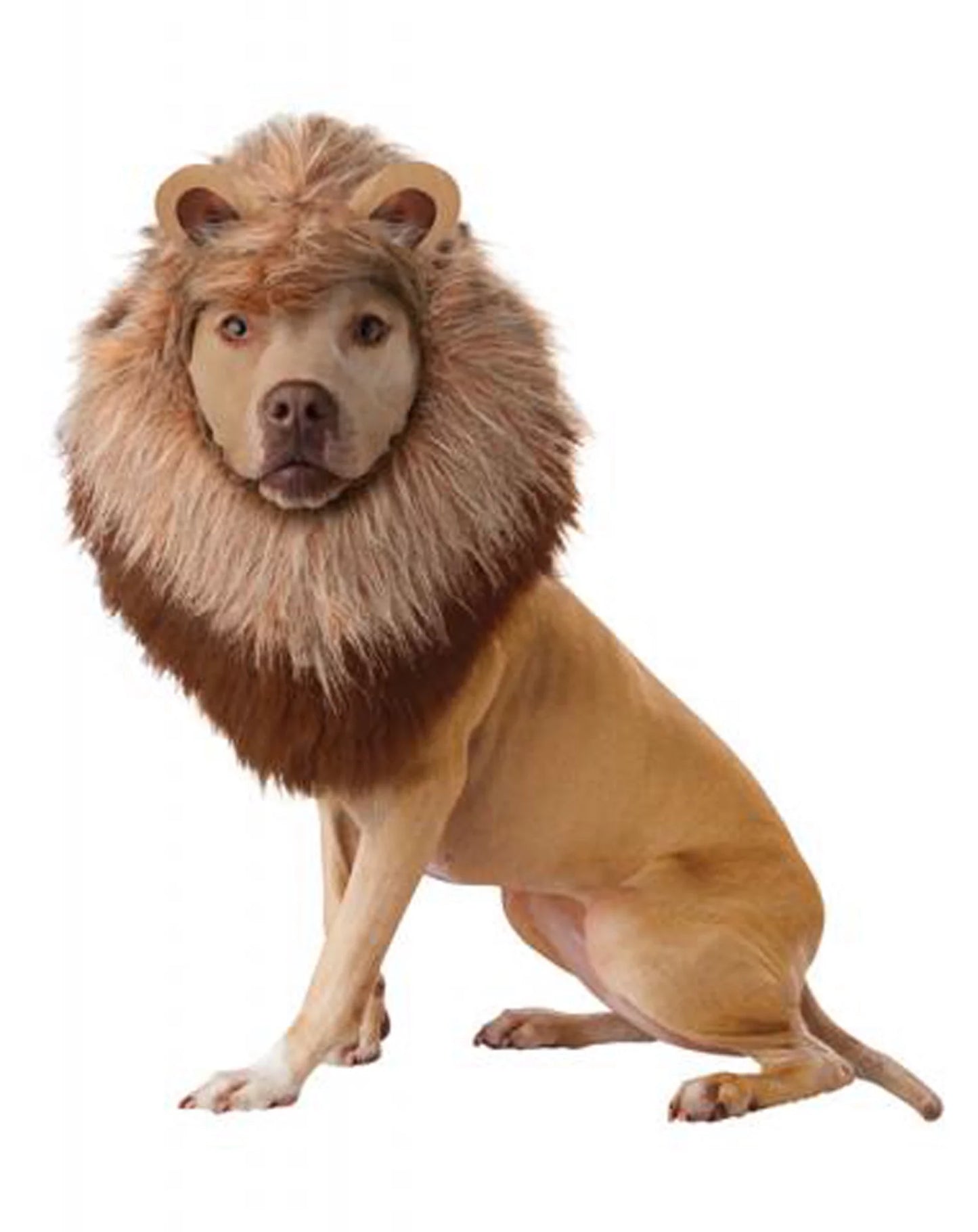 Lion Pet Halloween Costume