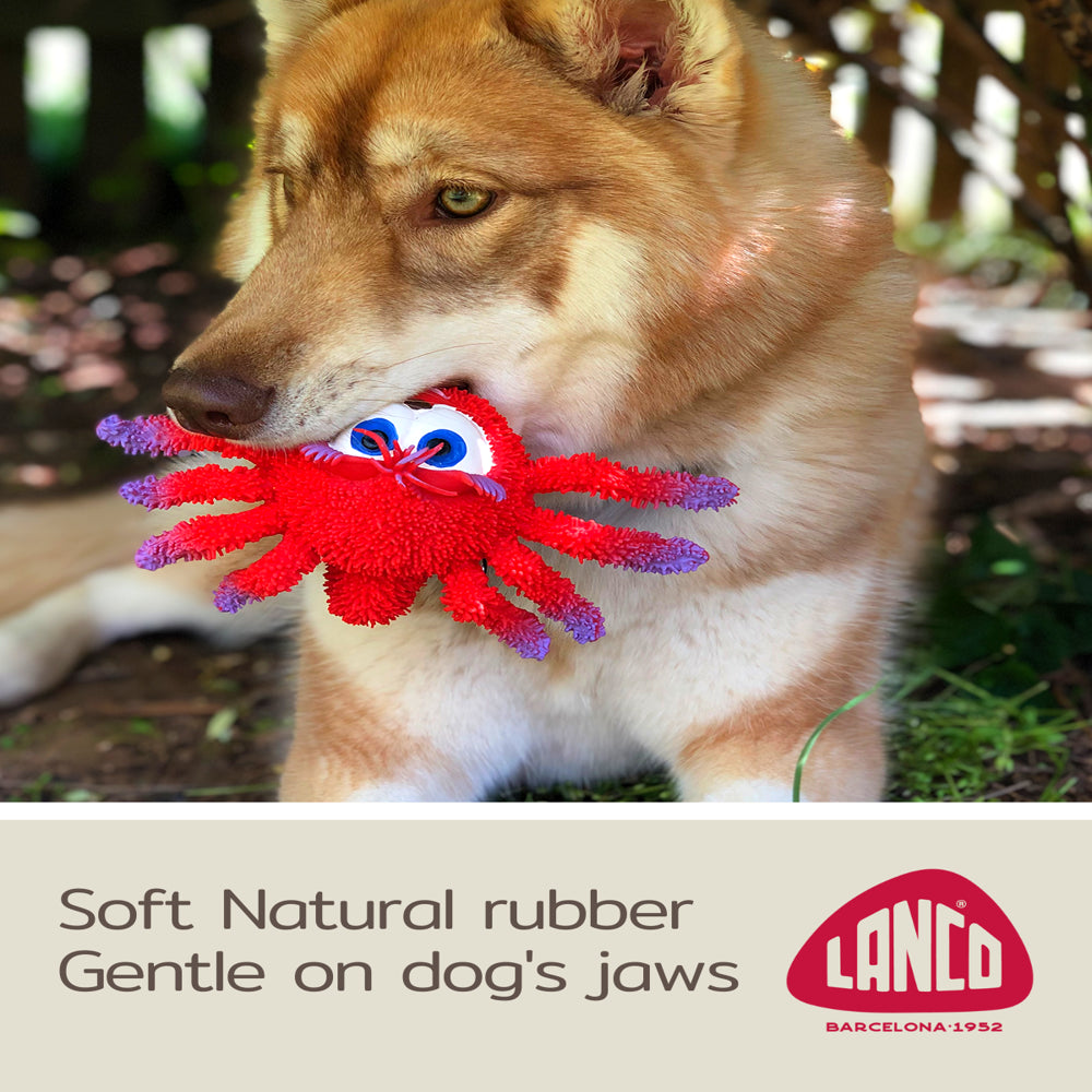 Sensory Spider - Squeaky Dog Toy - Puppy Teething Toy - Natural Rubber (Latex)