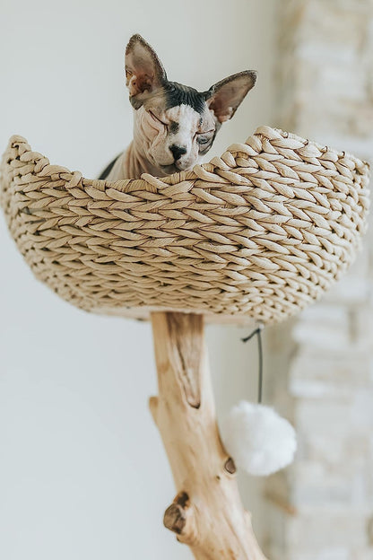 Wooden Cat Climbing Tree Tower, Modern Single Branch Cat Condo, Wood, Cat Lover Furniture Gift by  (Alpine White)