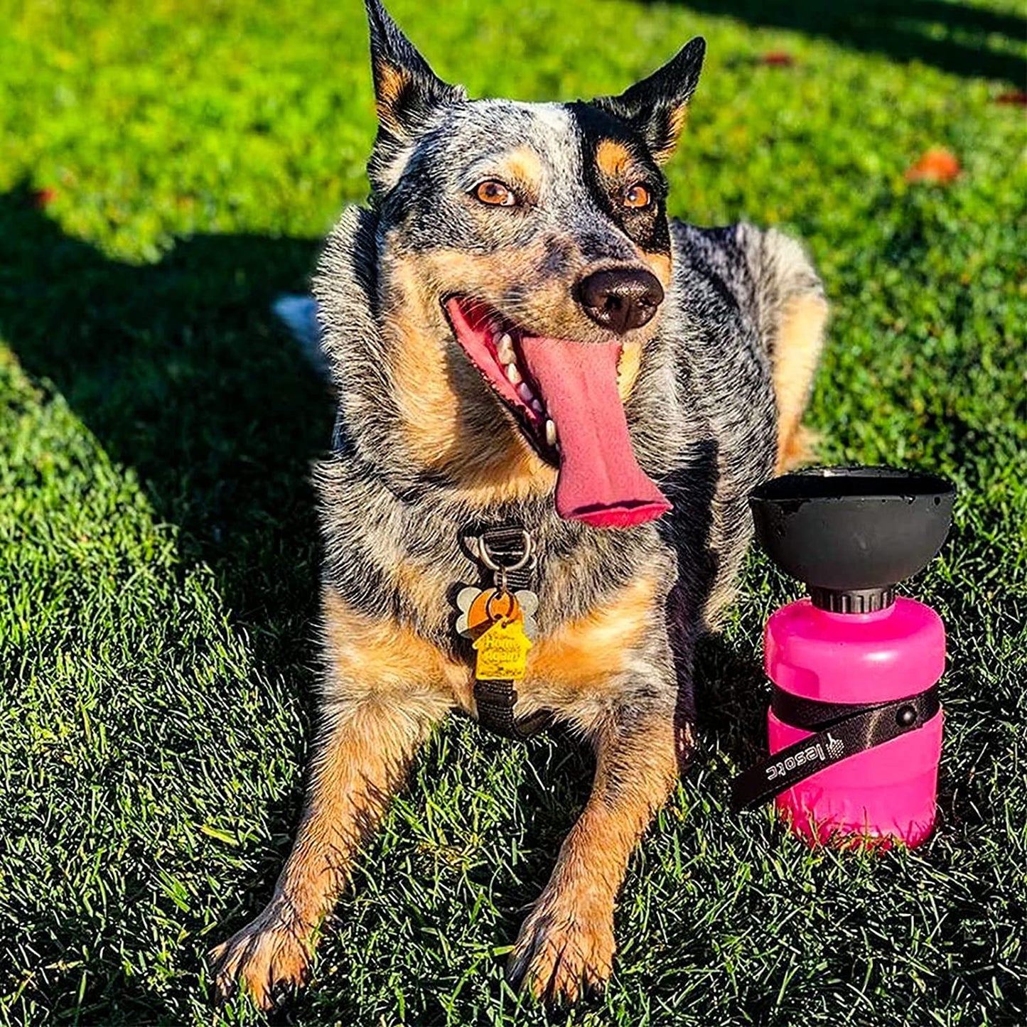 Pet Water Dispenser