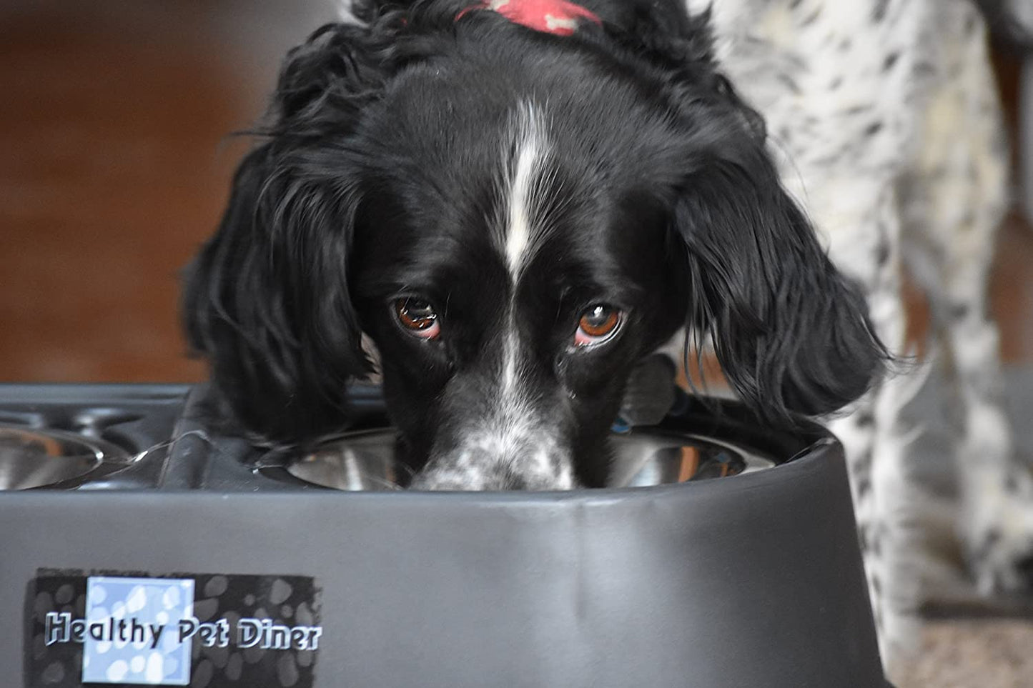 Elevated Food Dish 