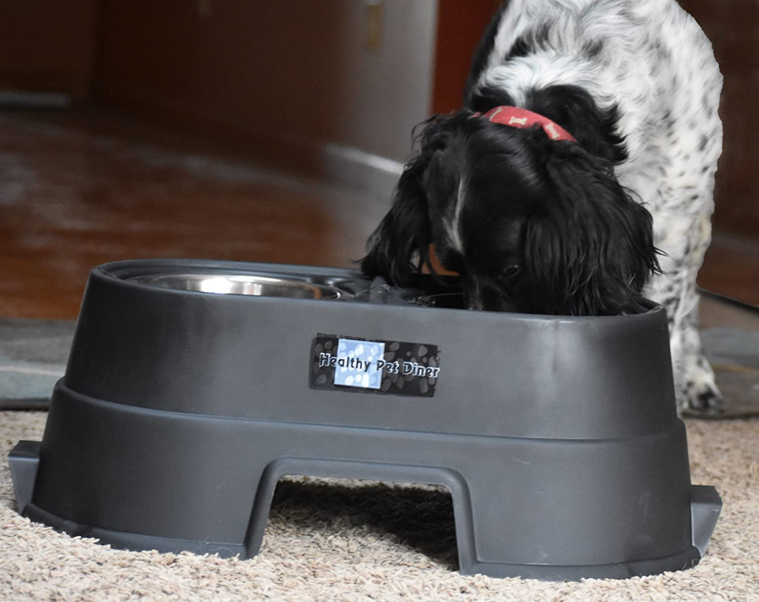 Elevated Food Dish 