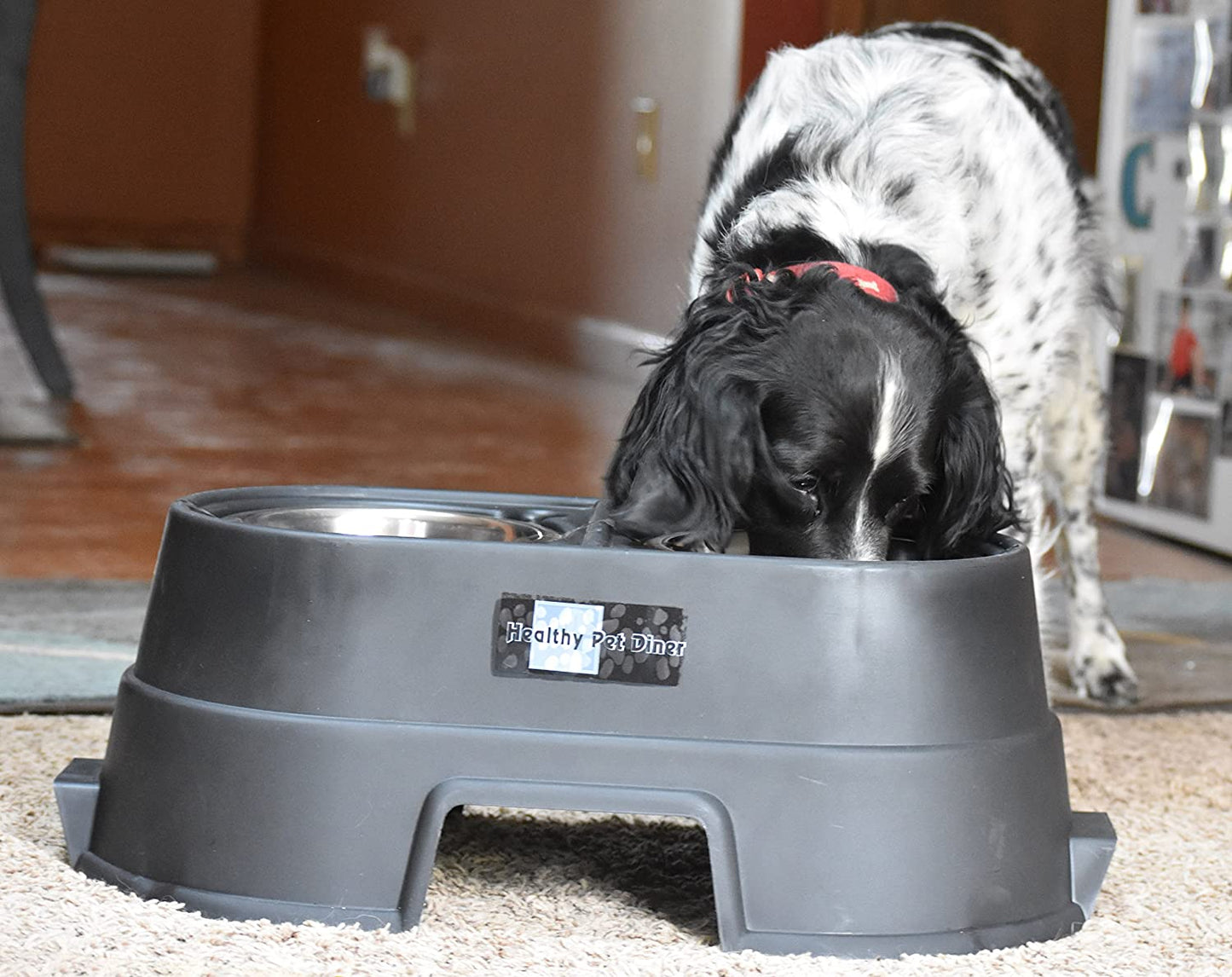 Elevated Food Dish 